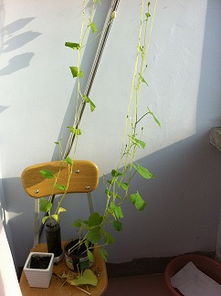 葫芦打头后留几个叉 大葫芦怎么掐尖怎么打叉