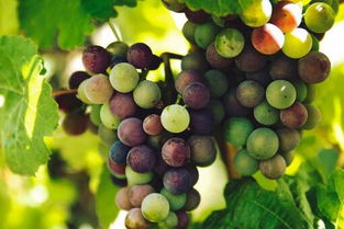 葡萄籽发芽能结葡萄吗 葡萄籽发芽后几年能开花结果