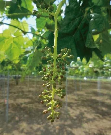 葡萄二次膨大绝招 葡萄膨大用噻苯隆好