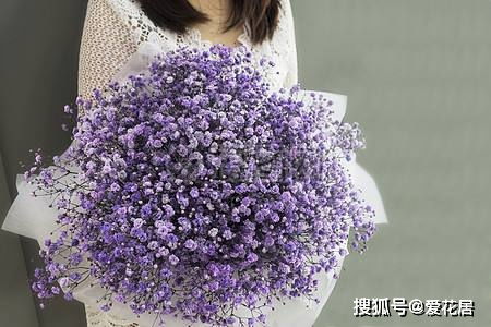 蓝色满天星寓意 满天星为什么叫死人花