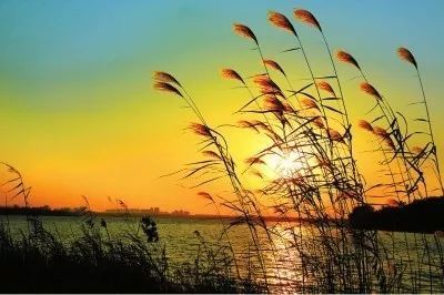 蒹葭 芦苇 荻花区别 蒹葭为什么不直接说芦苇