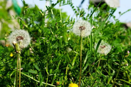 蒲公英是不是婆婆丁 蒲公英和婆婆丁的区别