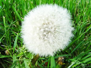 蒲公英长啥样 蒲公英全草图片