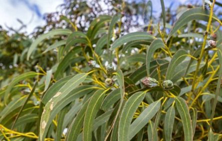 蓝桉已遇释槐鸟分手句 女生发朋友圈说蓝桉已遇释槐鸟