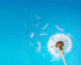 蒲公英能消结节吗 蒲公英治肺结节最好的方法