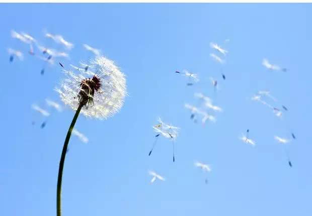 蒲公英花和根哪个好 蒲公英的花怎么吃