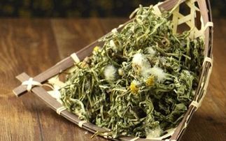 蒲公英加鱼腥草治什么病 上海一女子长期喝蒲公英