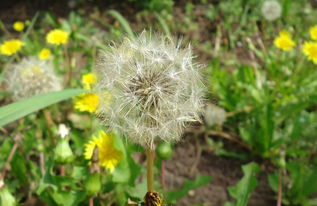 蒲公英把我咽炎喝好了 咽炎小偏方治一个好一个