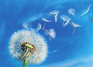 蒲公英的外形和特点 蒲公英的外貌描写100字