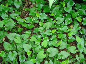 蒲地蓝好还是鱼腥草好 嗓子疼喝蒲地蓝还是鱼腥草