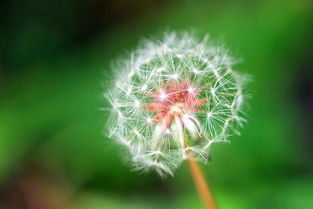 蒲公英的别名叫什么 蒲公英在古代的雅称两个字