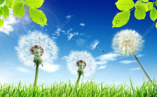 蒲公英的主治功能 蒲公英治肺结节最好的方法