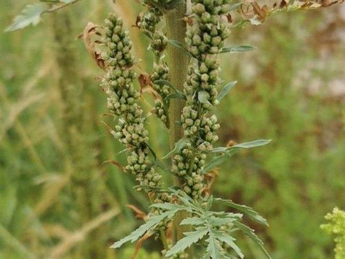 蓬是什么植物 蓬草植物图片