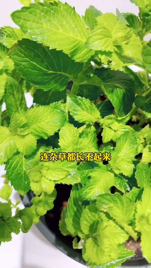 薄荷寿命几年 种薄荷后悔死了