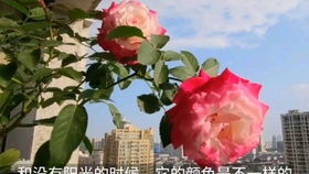 蓝色风暴和蓝色阴雨哪个好养 蓝色阴雨月季种后悔了