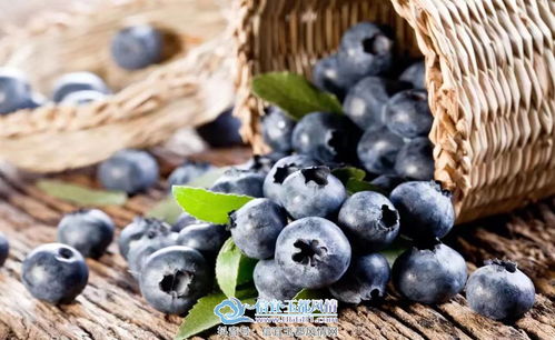 蓝莓的功效和作用 眼睛近视吃蓝莓有用吗