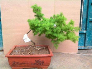 蓬莱松的摆放风水禁忌 家里为何不能养蓬莱松