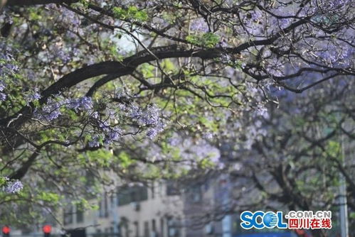 蓝花楹气味很难闻 种蓝花楹的忌讳
