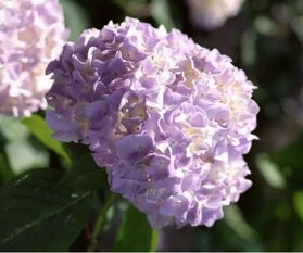 蓝色绣球花怎么合成 桃源深处有人家绣球粉怎么取种