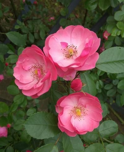 蔷薇比喻什么样的女人 蔷薇象征的意义