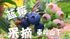 蓝莓树长什么样 蓝莓长在树上的图片