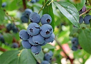 蓝莓的农药太多了 种植蓝莓需要打农药吗