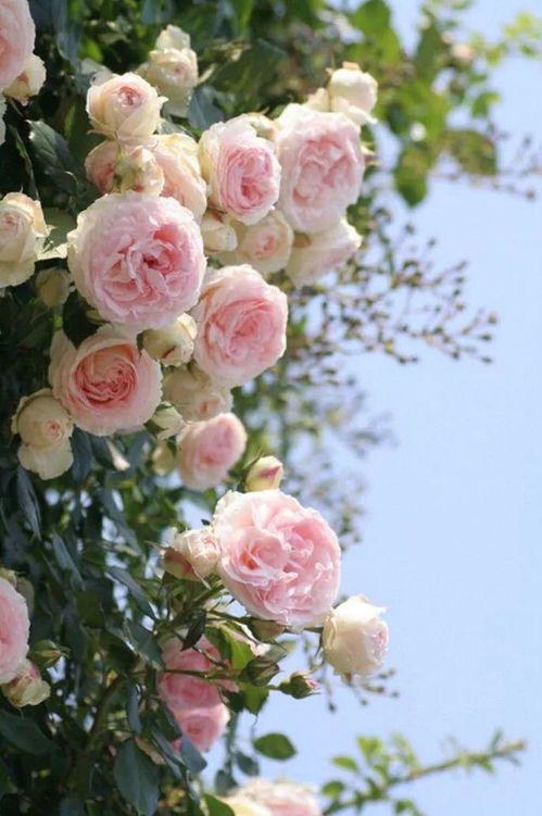 蔷薇的精神内涵 蔷薇花的人生哲理