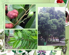 蔬菜园里有什么植物 常见园林植物100种