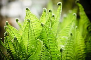 蕨类植物风水上适合养在家吗 蕨类的寓意与风水
