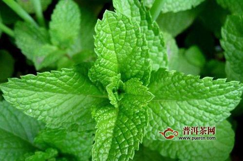 薄荷叶的10种吃法 薄荷三种人不宜吃