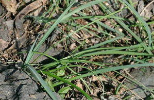 薤白长什么样子 薤白如何保存