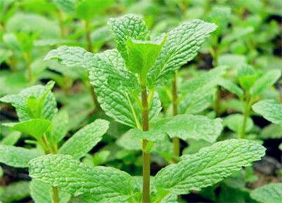 薄荷开花后会死吗 风水学上薄荷开花代表什么