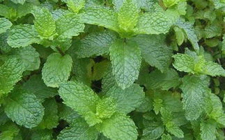 薄荷吃多了会死亡吗 人吃多少薄荷会中毒