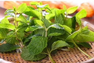 薄荷一天最多吃多少 5克薄荷叶有多少片