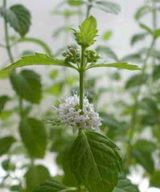 薄荷开花有什么寓意吗 为什么很少见薄荷开花