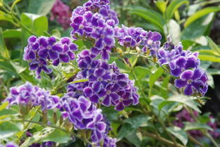 蕾丝金露花耐寒最低几度 蕾丝金露花致癌为什么还要卖