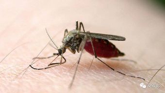 薄荷为什么招蚊子 家里为什么不能种薄荷