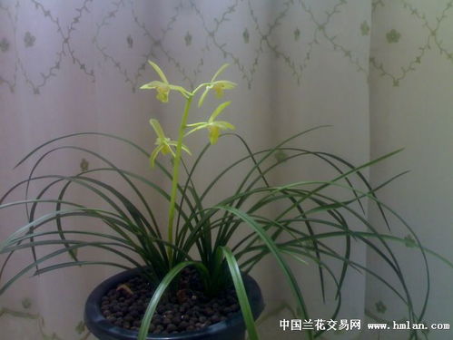 蕙兰素心顶级品种介绍 蕙兰素心哪个最值得养