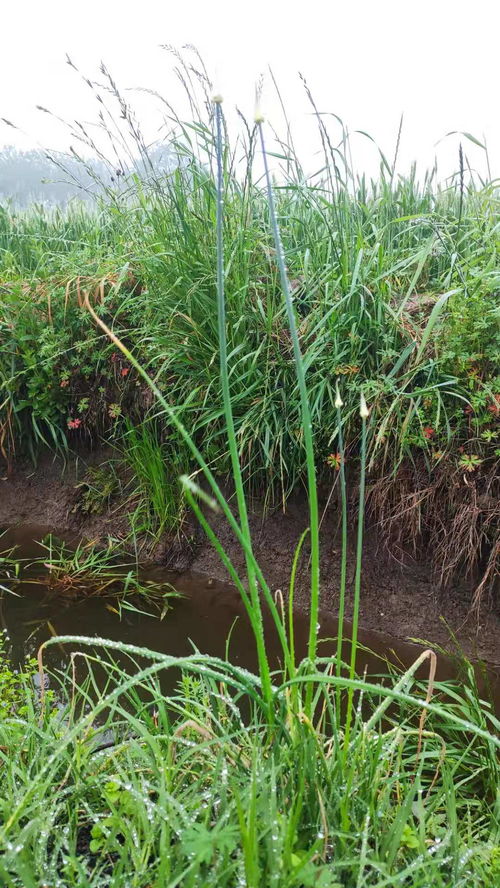 薤白是野葱还是野蒜 三样东西都不一样啊