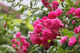 蔷薇花为什么晚上11点开 蔷薇为什么是招鬼的