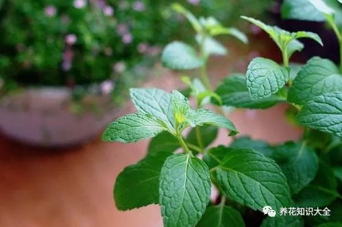薄荷和留兰香哪个更贵 留兰香为什么叫假薄荷