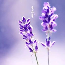 薰衣草做头像吉利吗 薰衣草的象征人生意义