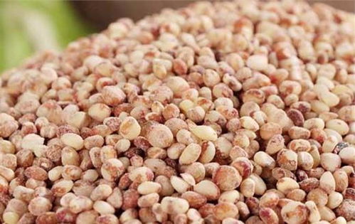 薏米是高粱米吗 薏米和高粱米区别图片