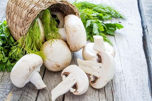 蘑菇识别扫一扫 扫一扫识别野生菌