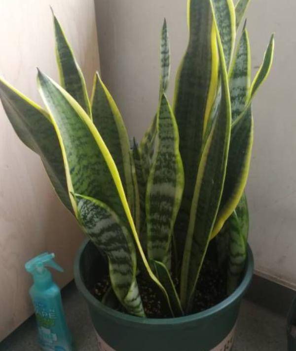 虎皮兰冒出新芽怎么移盆 虎皮兰边上发出小芽怎样分开