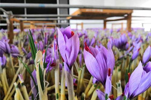 藏红花种植技术与栽培管理 藏红花如何在花盆里种植