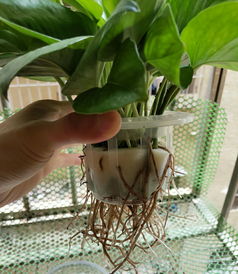 虎皮兰水培还是土培好 养虎皮兰容易得癌症