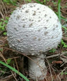 蘑菇的美好谐音 蘑菇的吉祥寓意名字