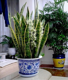 虎皮兰的花香太浓 养虎皮兰容易得癌症
