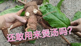 藠头和葱的区别 藠头跟野葱是一个东西吗